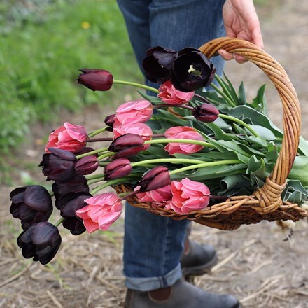 The artists tulip collection