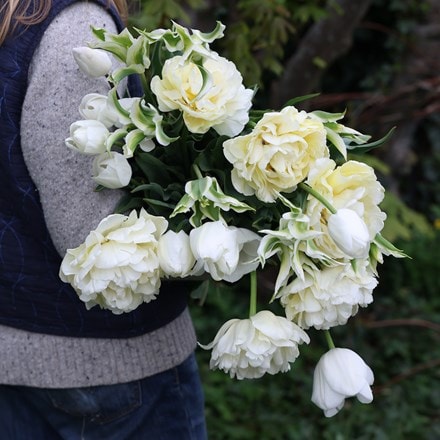 avant guard sping green white  tulip collection