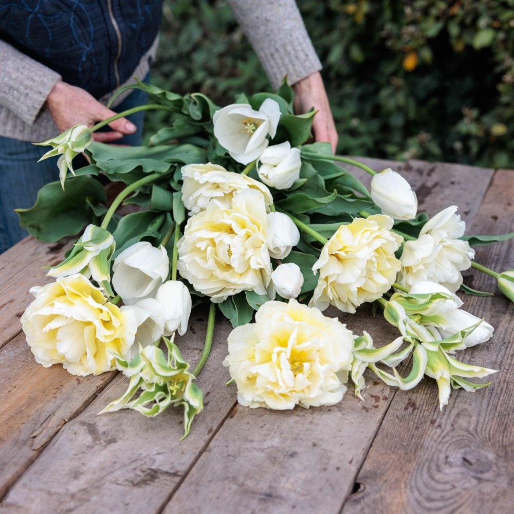 Avant-garde tulip collection