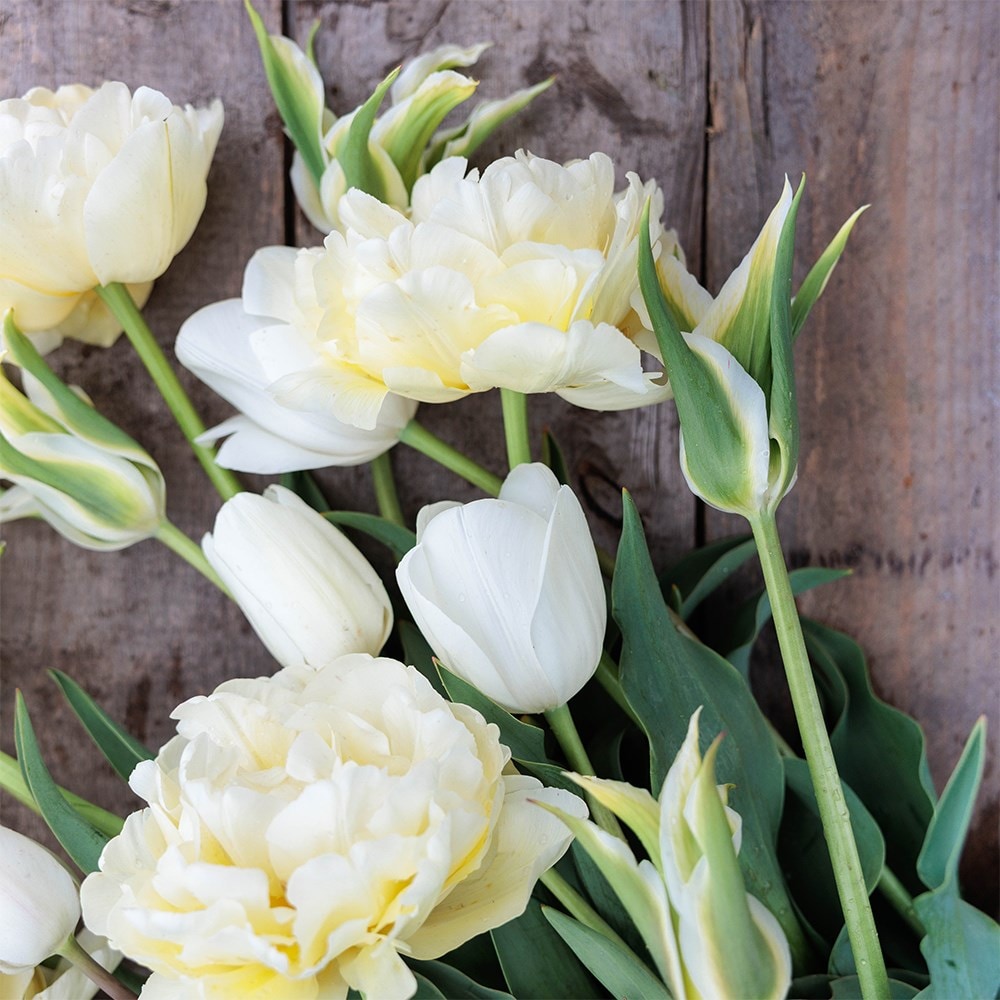 Avant-garde tulip collection