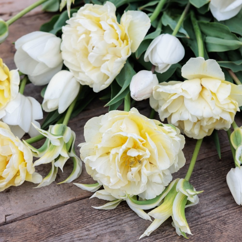 Avant-garde tulip collection