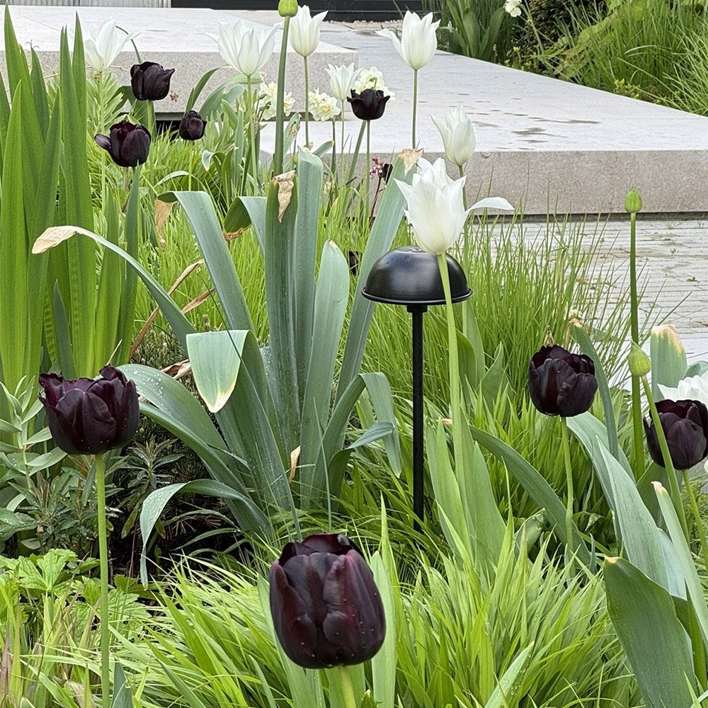 <i>Lucy Willcox’s</i> 'bulb collection'