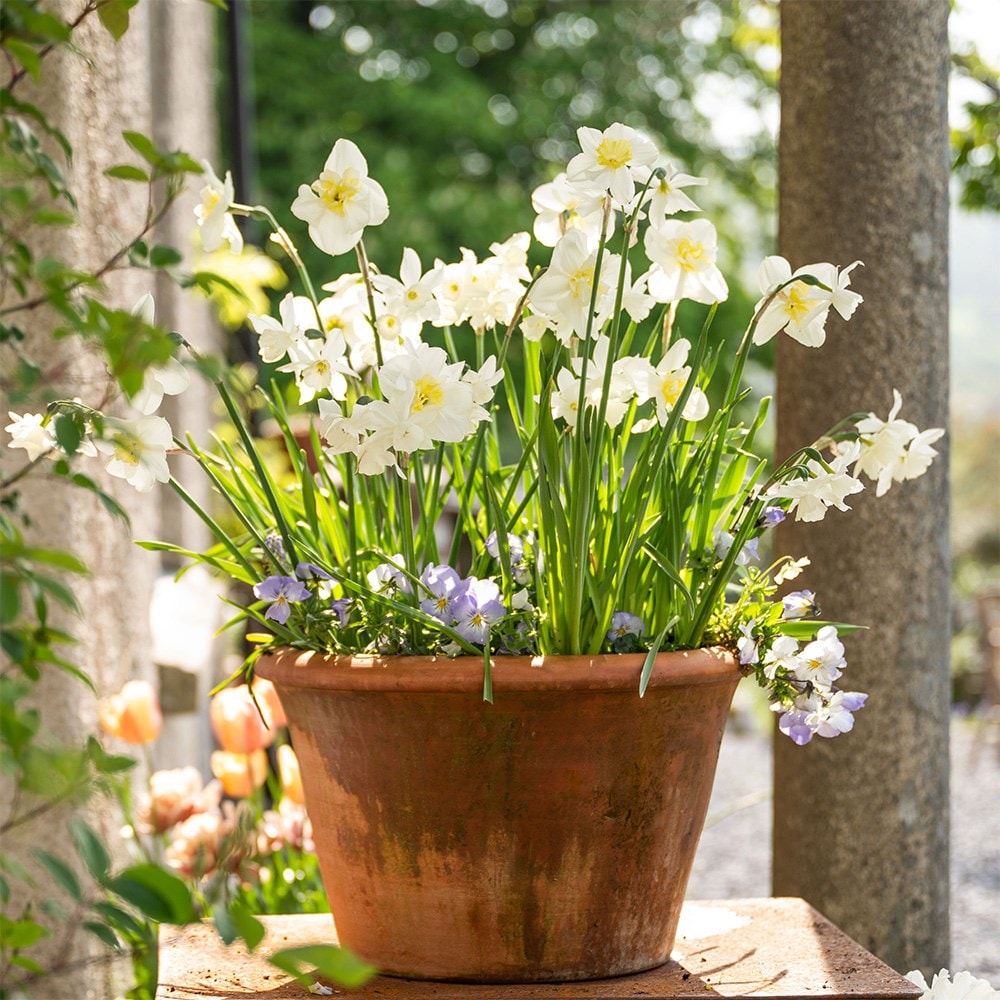 100 days repeat flowering pot collection