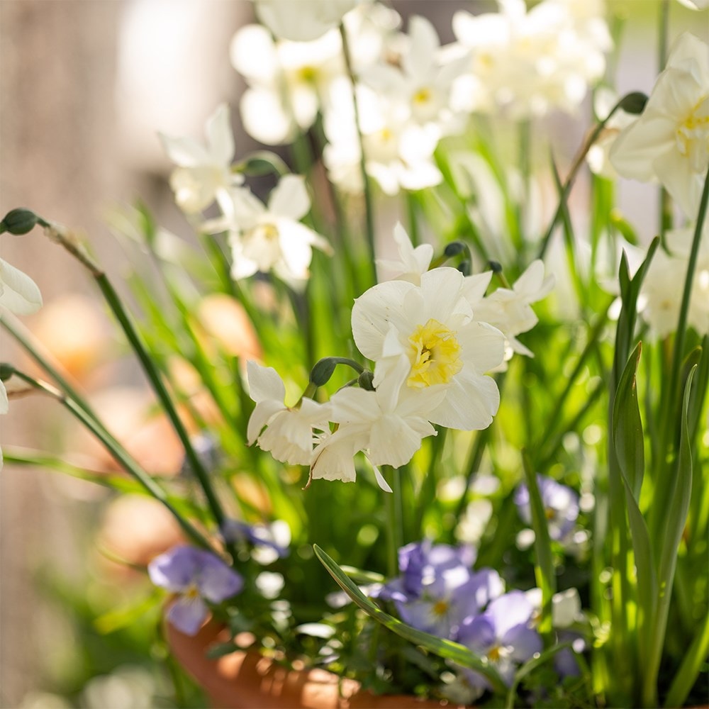 100 days repeat flowering pot collection