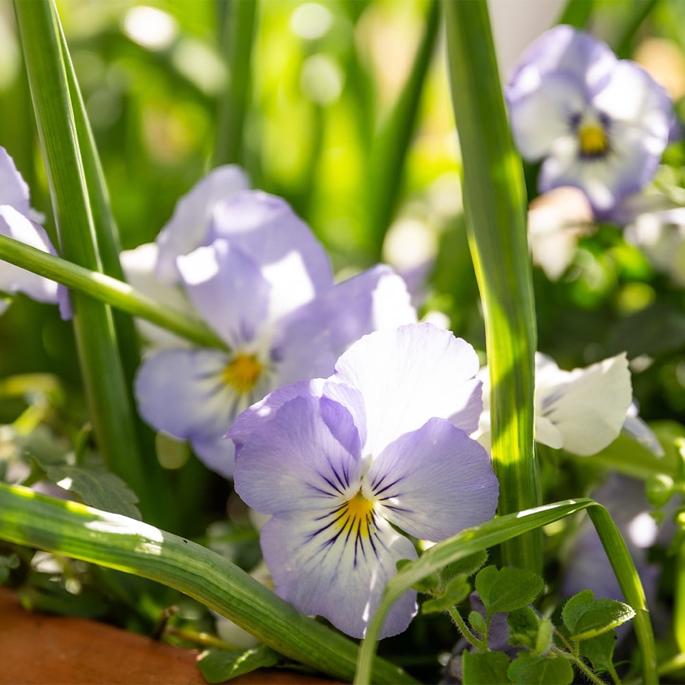 100 days repeat flowering pot collection
