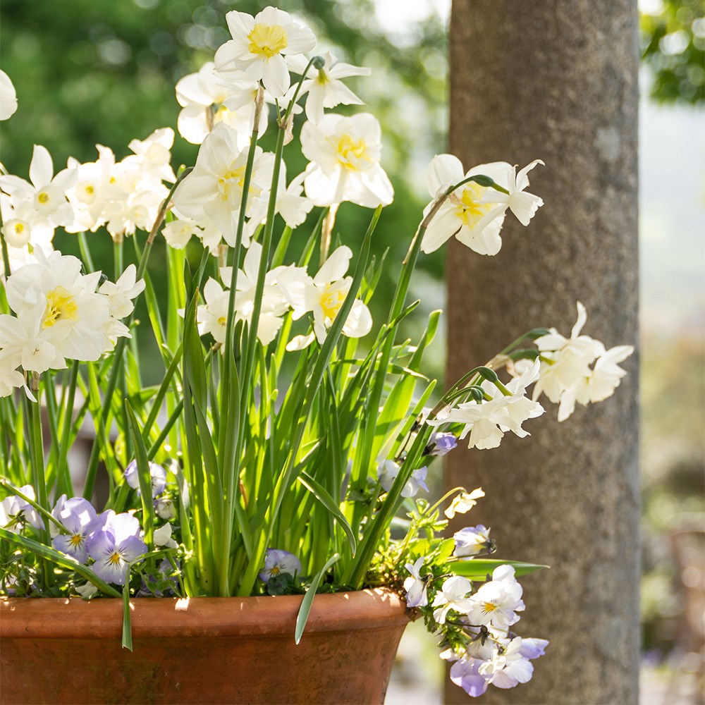 100 days repeat flowering pot collection
