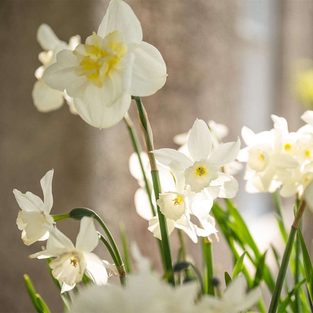 100 days repeat flowering pot collection