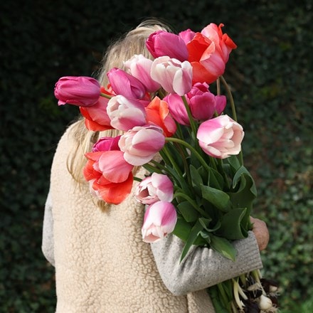 Giant tulip collection