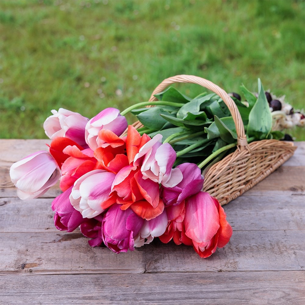 Giant tulip collection
