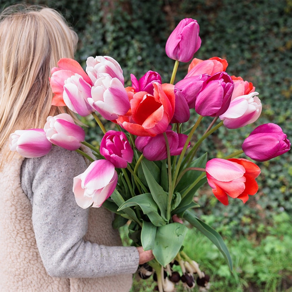 Giant tulip collection