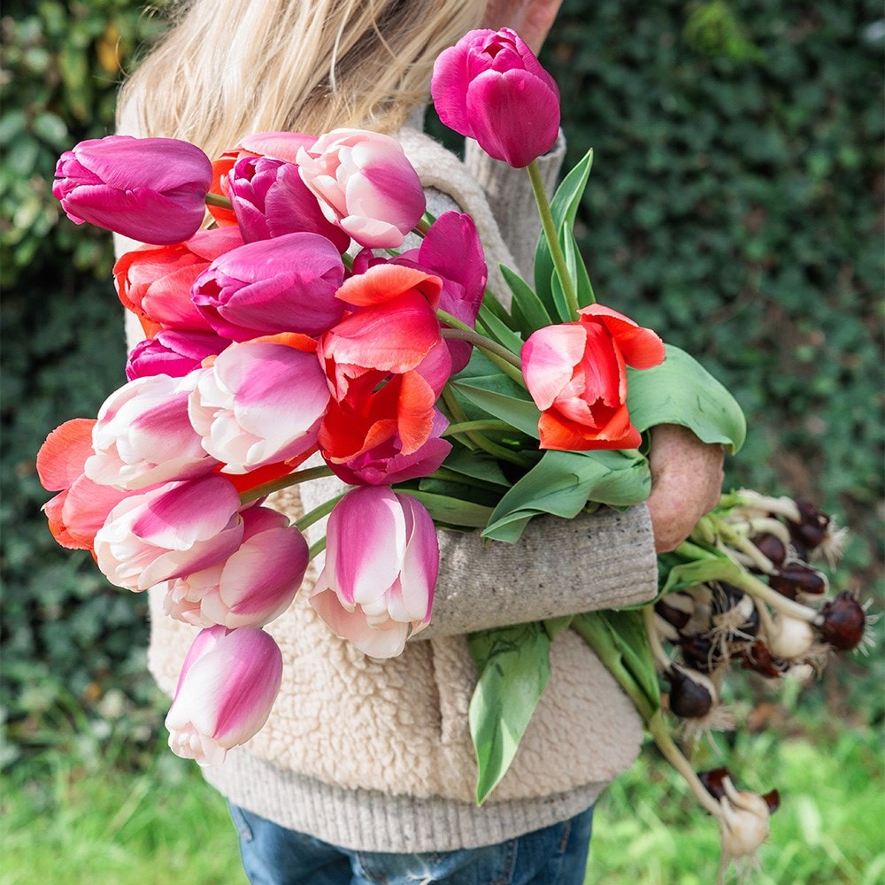 Giant tulip collection
