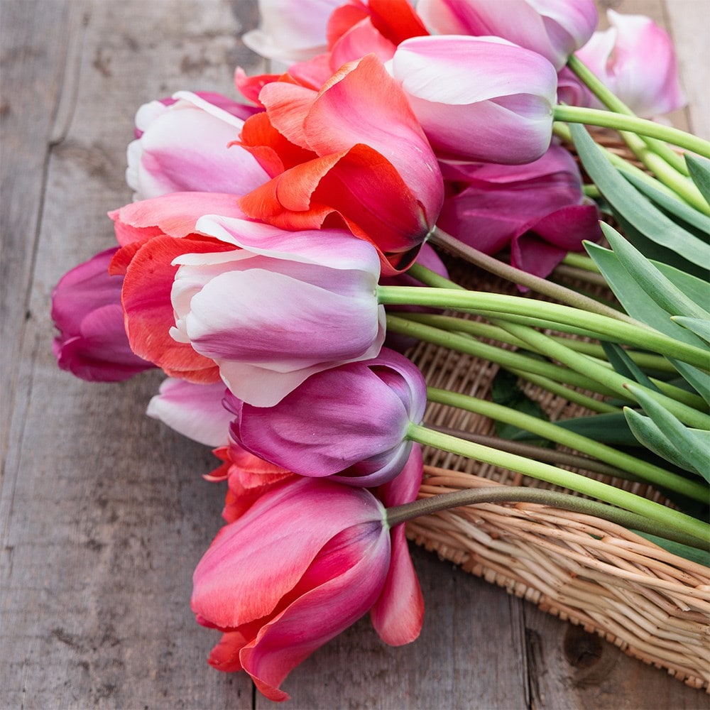 Giant tulip collection
