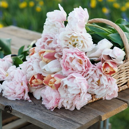 Leah's Vintage tulip collection