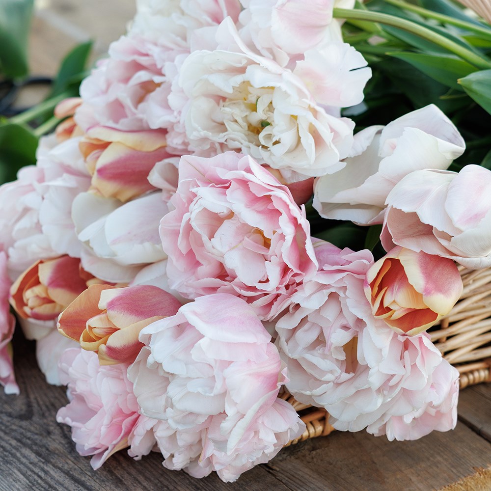 Leah's Vintage tulip collection