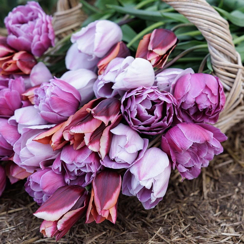 Leah's Secret garden tulip collection