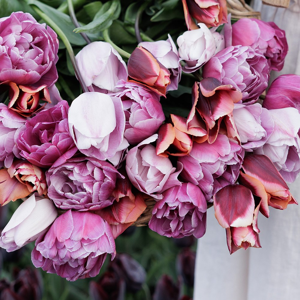 Leah's Secret garden tulip collection