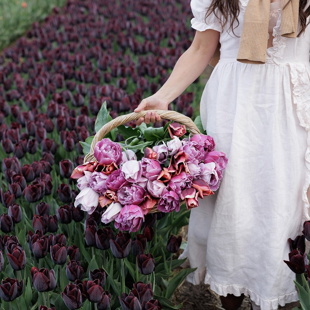 Leah's Secret garden tulip collection