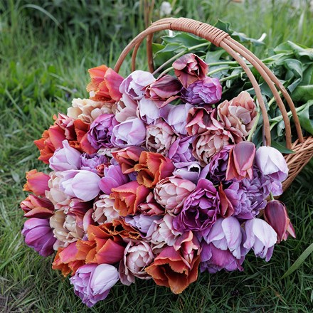 Leah's Secret garden tulip collection 5 varieties