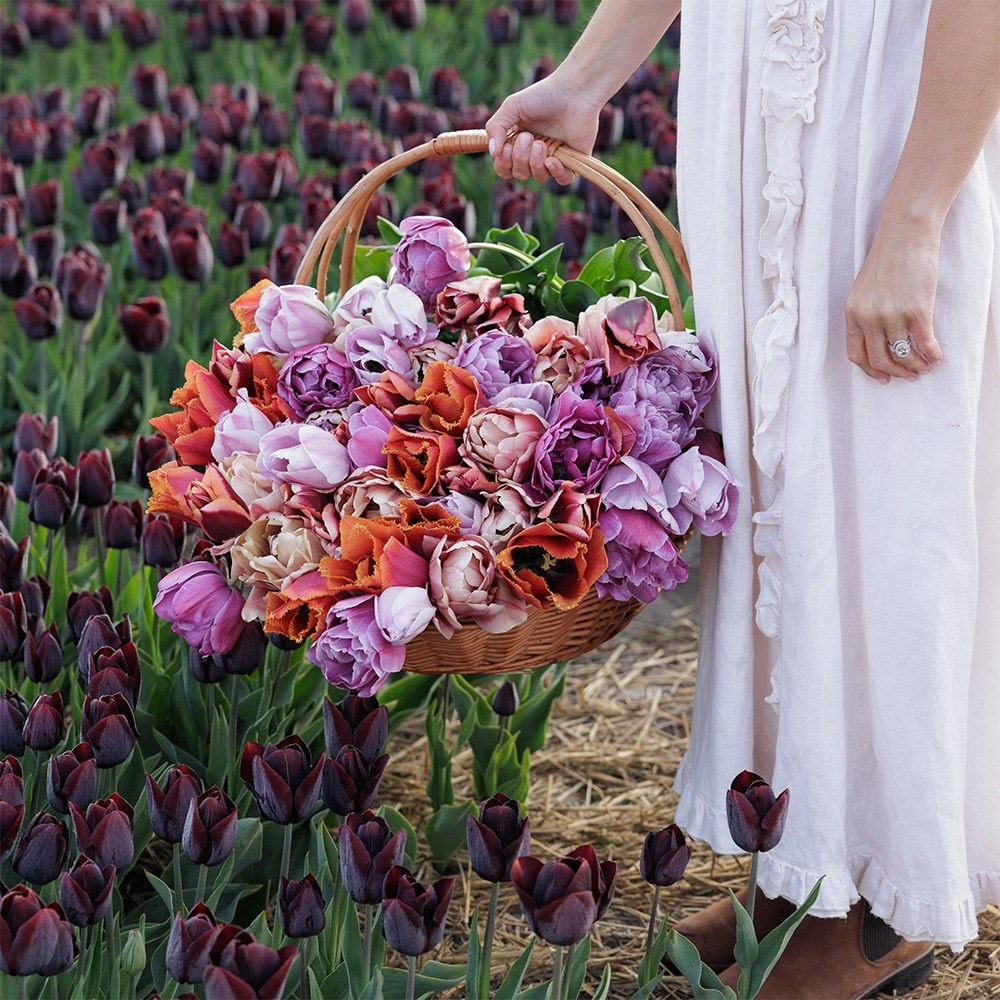 Leah's Secret garden tulip collection 5 varieties