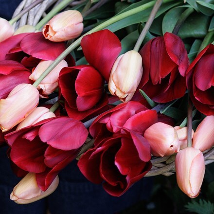 Wild salmon tulip collection