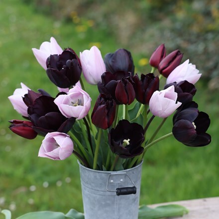 After hours tulip collection