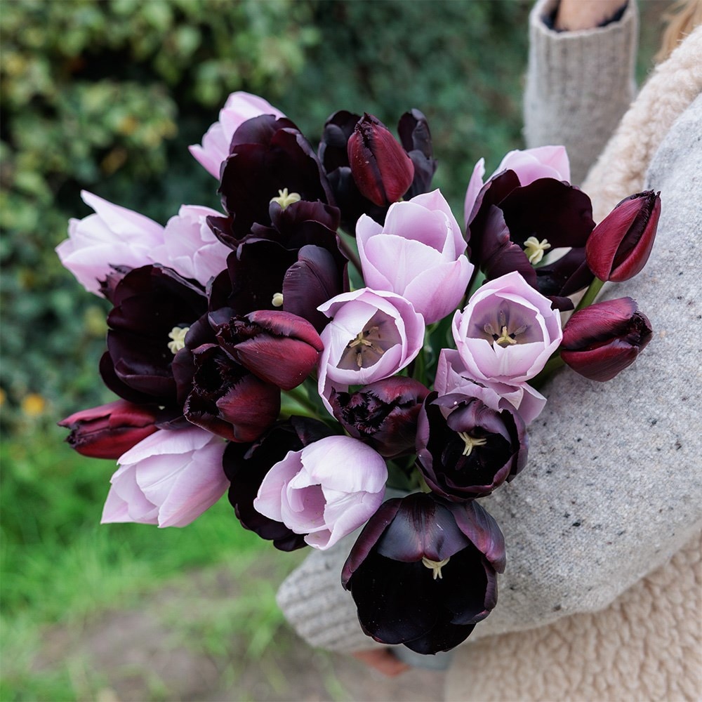 After hours tulip collection