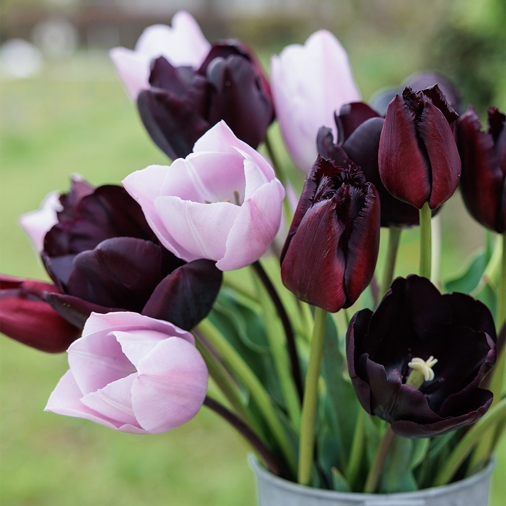 After hours tulip collection