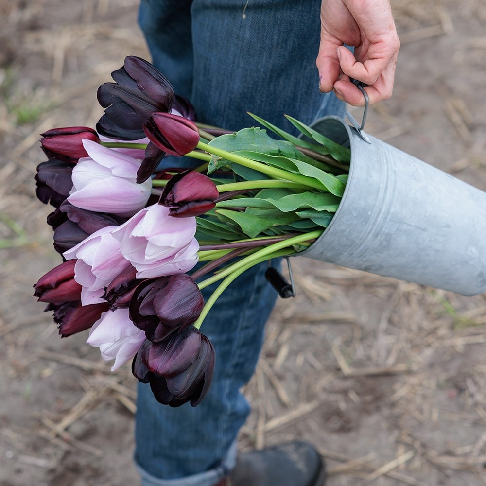 After hours tulip collection