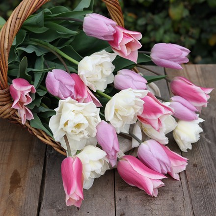 Award winning cottagecore tulip collection