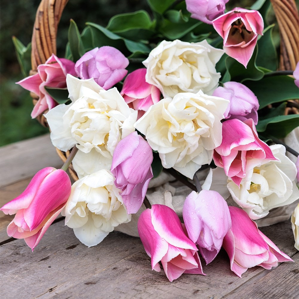Award winning cottagecore tulip collection