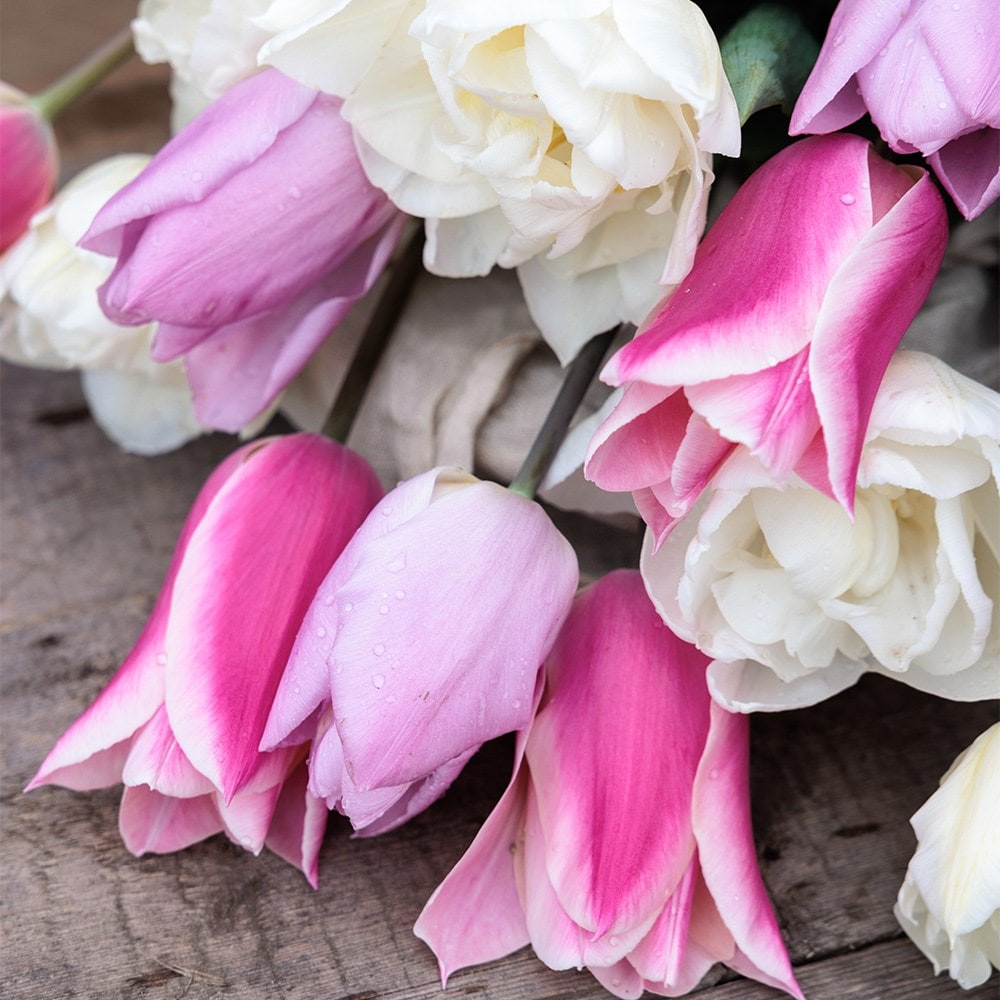 Award winning cottagecore tulip collection