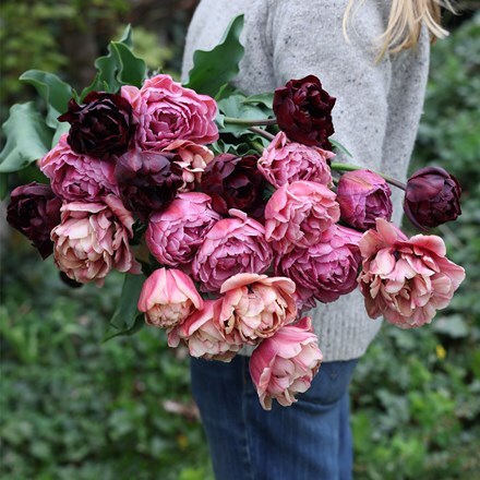 Vintage peony tulip collection