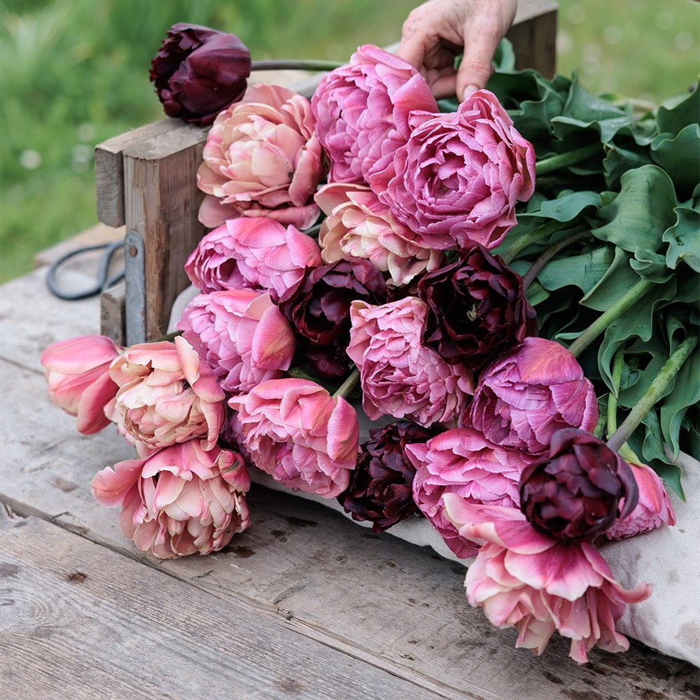 Vintage peony tulip collection