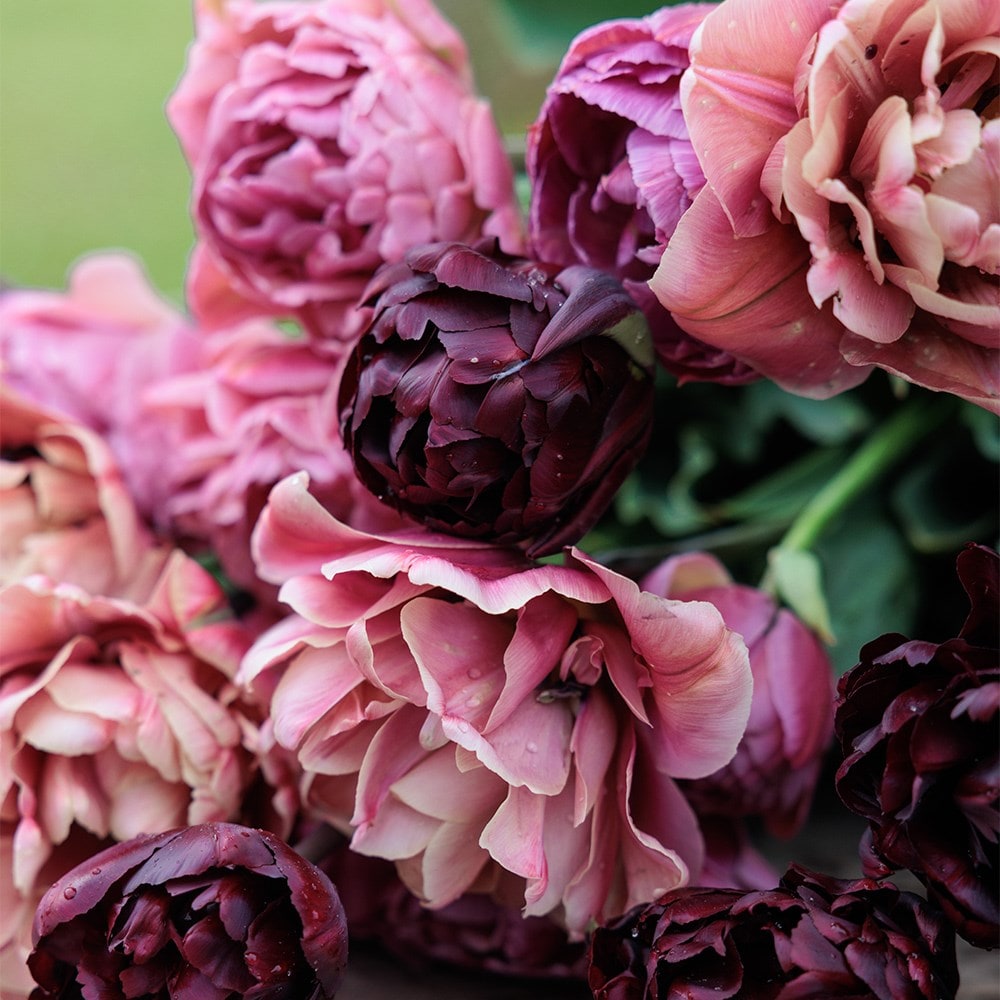 Vintage peony tulip collection