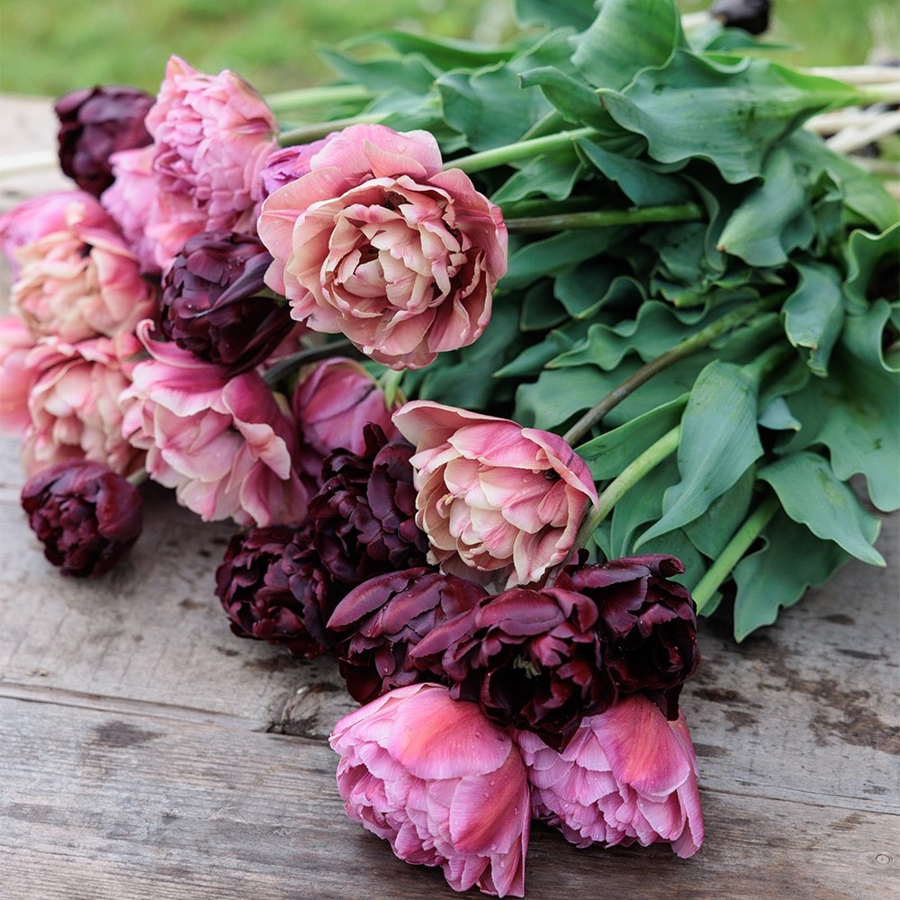 Vintage peony tulip collection