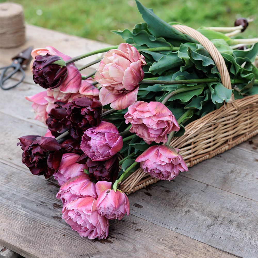 Vintage peony tulip collection