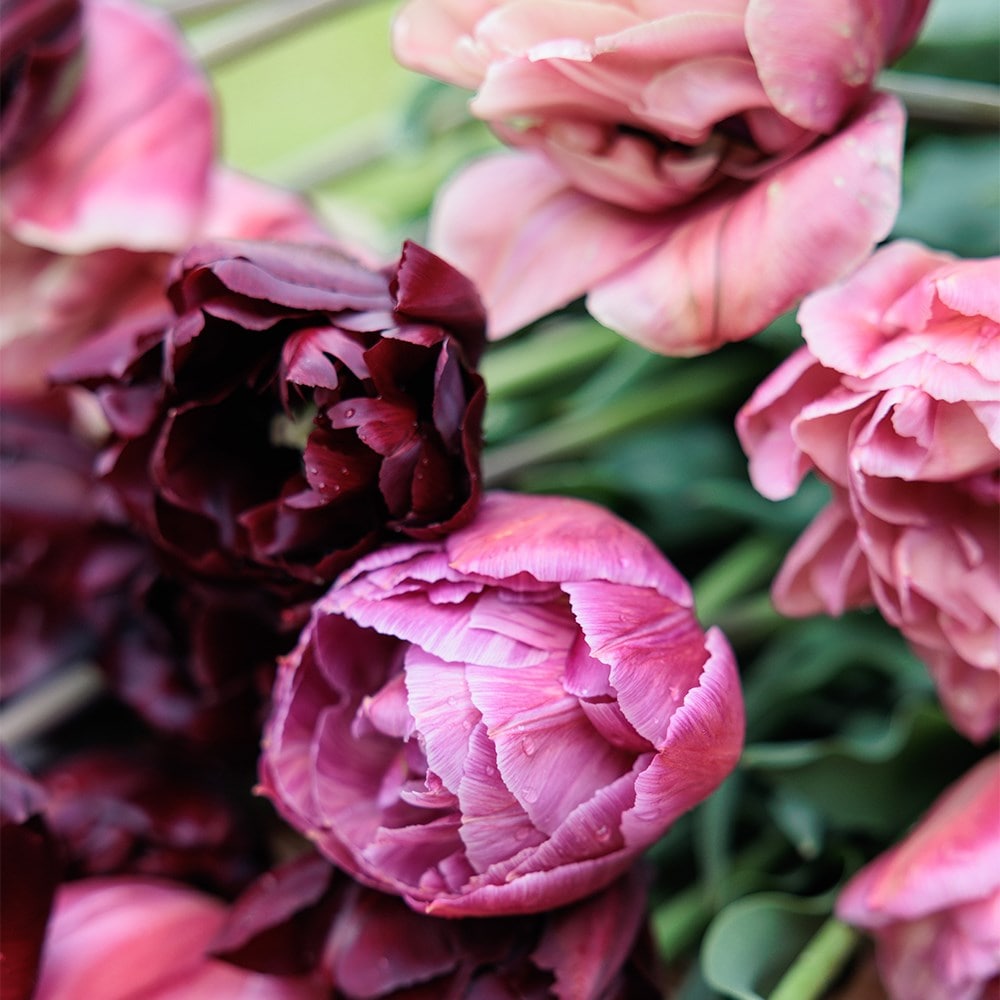 Vintage peony tulip collection