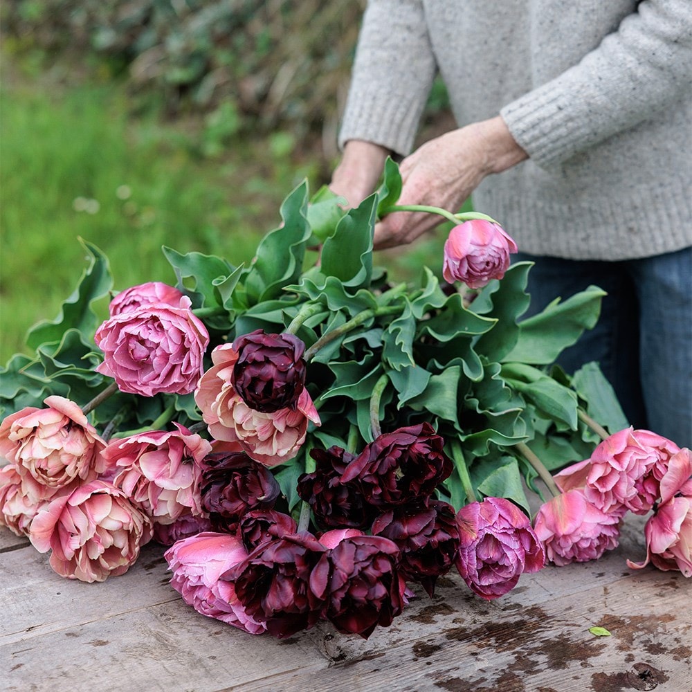 Vintage peony tulip collection