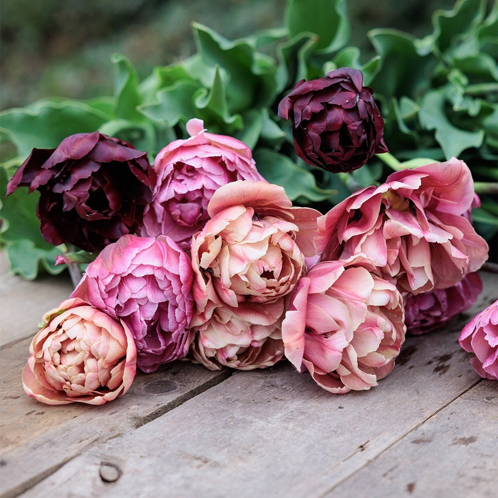 Vintage peony tulip collection