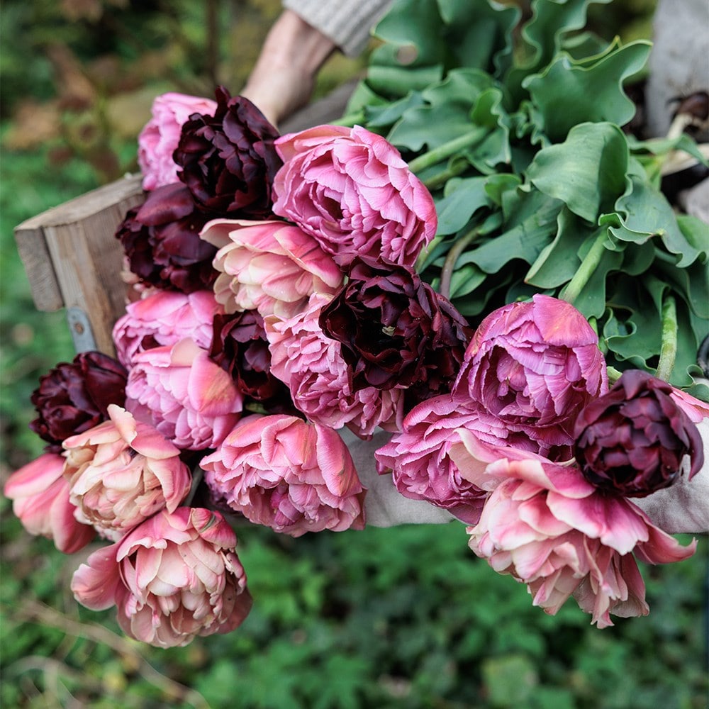Vintage peony tulip collection