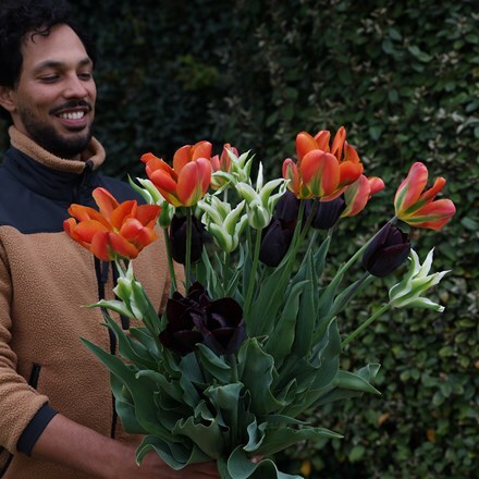 Ashley's repeat flowering tulip collection