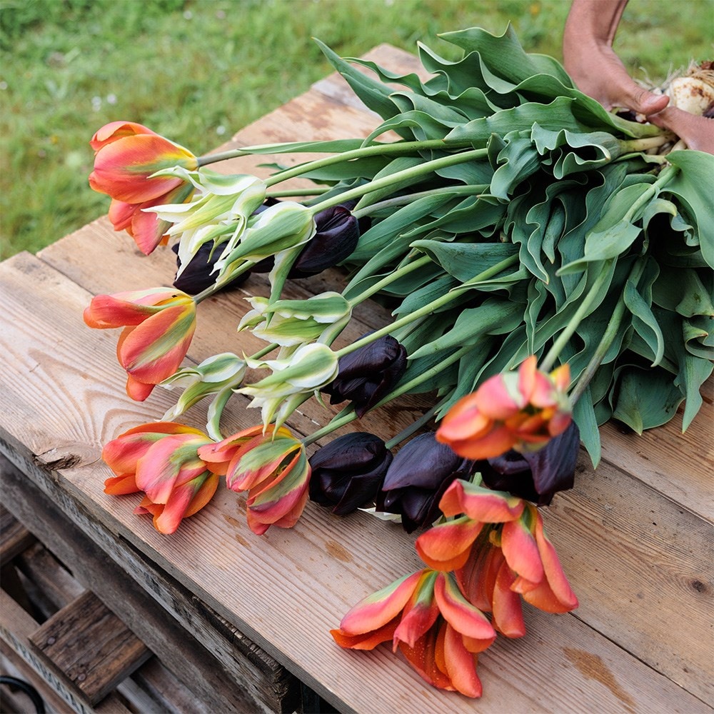 Ashley's repeat flowering tulip collection