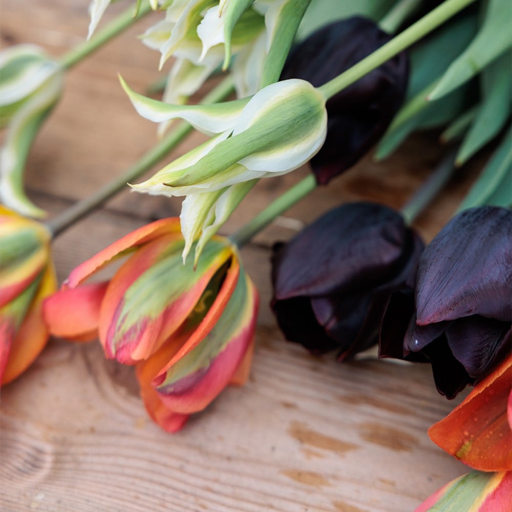 Ashley's repeat flowering tulip collection