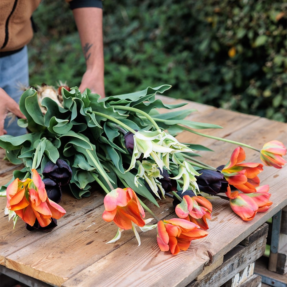 Ashley's repeat flowering tulip collection