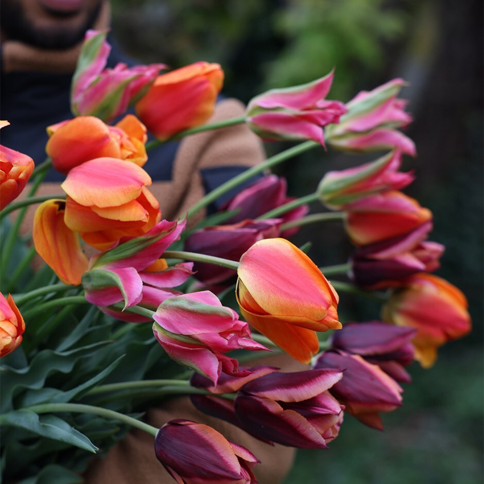 Rum punch tulip collection