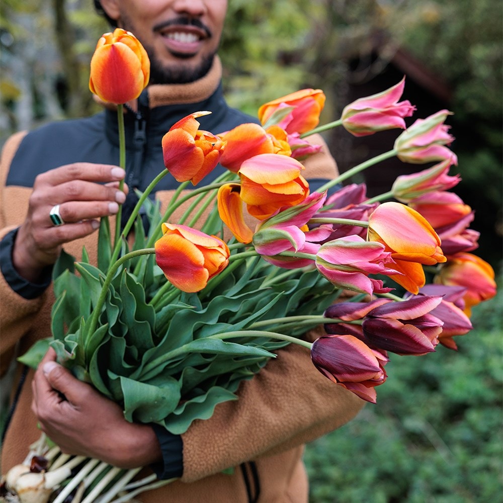 Ashley's Rum punch tulip collection