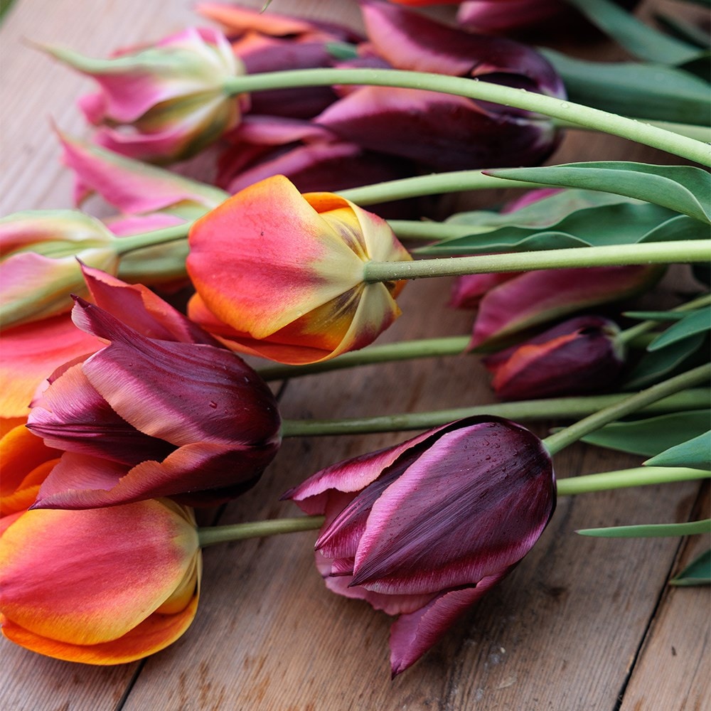 Ashley's Rum punch tulip collection