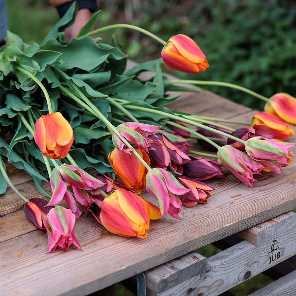 Ashley's Rum punch tulip collection