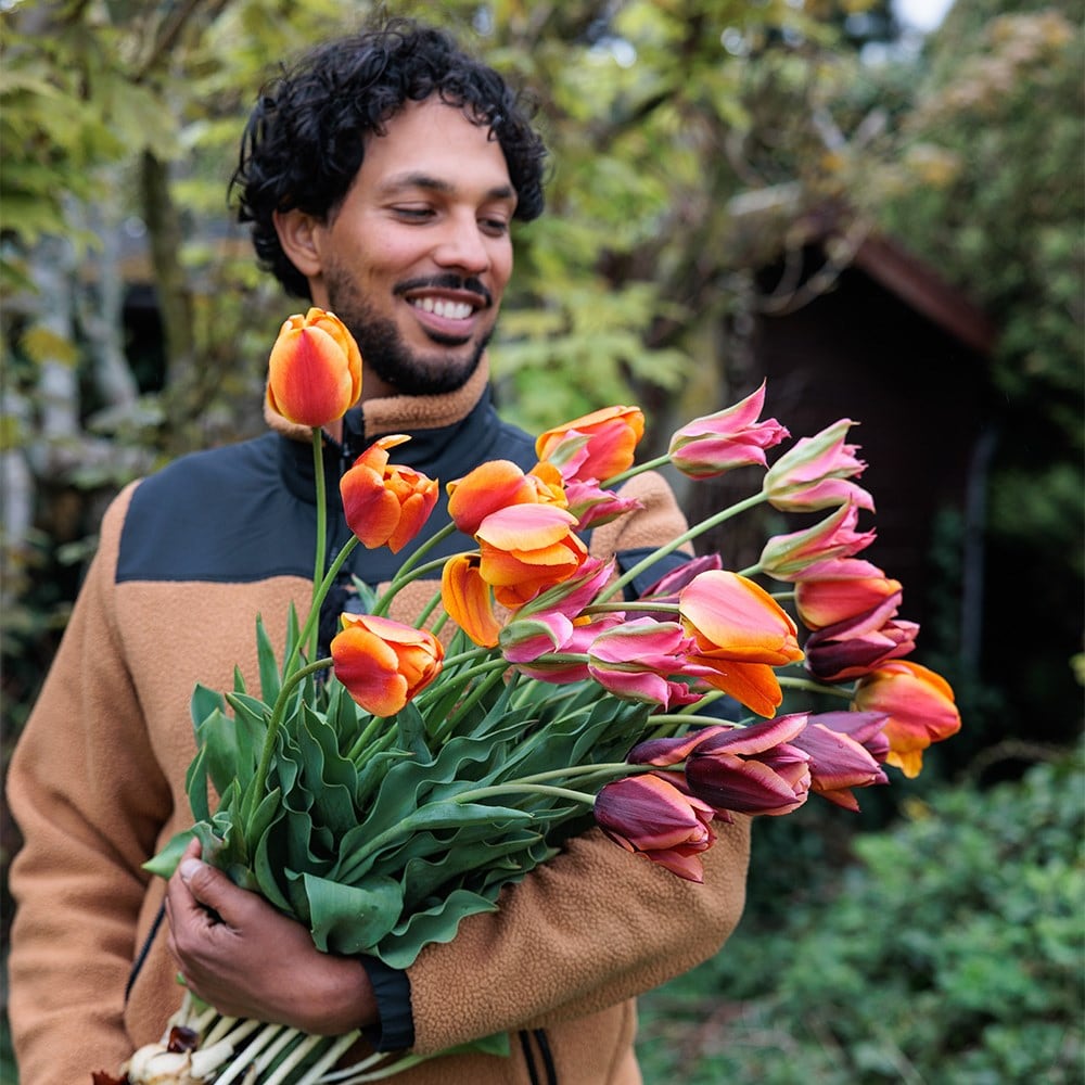 Ashley's Rum punch tulip collection