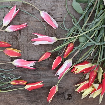 Head gardeners species tulip collection
